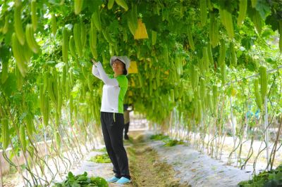 廣西農業科學院蔬菜所黃如葵 | 同行里的“行家里手”，亦是蔬菜界里的“女科學家”